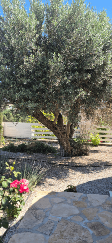 villa_efthalia_-_garden_1