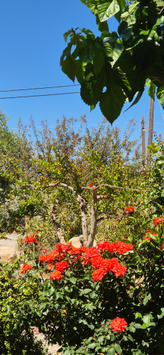 villa_efthalia_-_garden_3