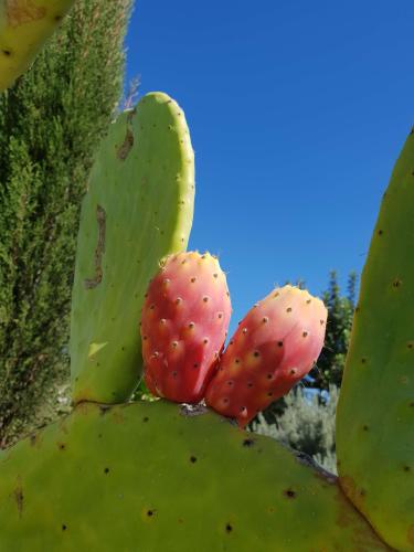 villa_hera_-_garden_i